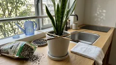 サンスベリアの水やり、迷う前に――竹串1本で土の乾き具合を確かめる